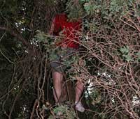 Alain in a tree - the wrong tree.